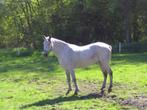 mooie vliegschimmel paard, Dieren en Toebehoren, Paarden, Minder dan 160 cm, Zadelmak, 7 tot 10 jaar, Recreatiepaard