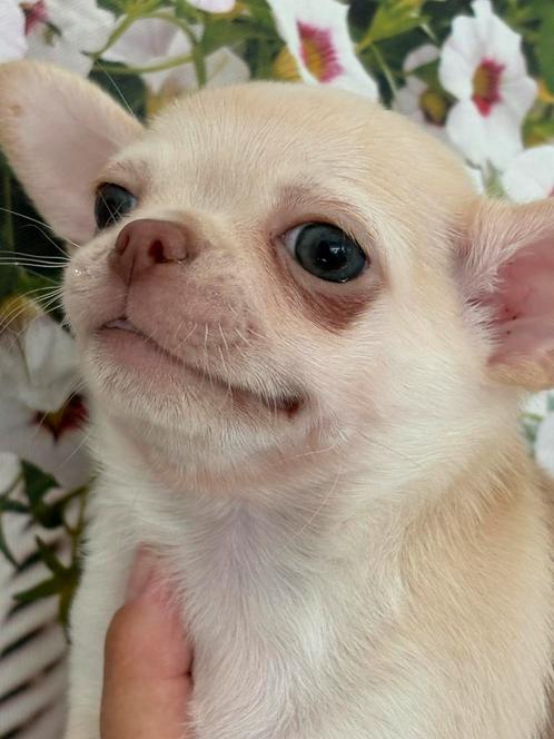 Prachtige reutje, Dieren en Toebehoren, Honden | Chihuahua's en Gezelschapshonden, Reu, Chihuahua, Fokker | Hobbymatig, Meerdere