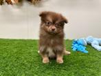 PomChi pups, Dieren en Toebehoren, België, 8 tot 15 weken, CDV (hondenziekte), Meerdere