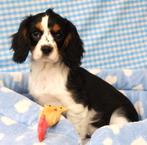 Super leuke Cavalier King Charles pups!, Dieren en Toebehoren, 15 weken tot 1 jaar, Buitenland, CDV (hondenziekte), Meerdere