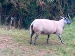 Bleu du Maine ooi 1maal gelammerd, Dieren en Toebehoren, Schapen, Geiten en Varkens