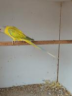 Pruimkop 2025 of ouder, Dieren en Toebehoren