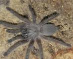 M.balfouri slings 1 cm, Dieren en Toebehoren, Insecten en Spinnen, Spin of Schorpioen