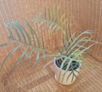 philodendron tortum, Autres espèces, Enlèvement ou Envoi, Moins de 100 cm, Plante verte