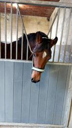 2.5j D-pony x Arabier, Dieren en Toebehoren, Paarden, Gechipt, Minder dan 160 cm, Ruin, 0 tot 2 jaar