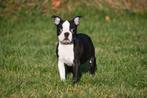 Chiots Boston Terrier à vendre, 15 semaines à 1 an, Étranger, Hépatite contagieuse (maladie de Rubarth), Autres races