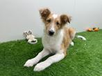 Kruising Shetland Sheepdog pup, Dieren en Toebehoren, Reu, 8 tot 15 weken, CDV (hondenziekte), Eén hond