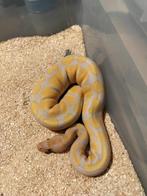 ball python 0.1 lavender/albino, Animaux & Accessoires, Reptiles & Amphibiens, Serpent, Domestique, 0 à 2 ans