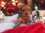 Mooie Langhaar teckeltjes ️️, Dieren en Toebehoren, Honden | Teckels en Dashonden, België, 8 tot 15 weken, Dwerg, Langhaar