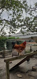 jonge hanen, Dieren en Toebehoren, Pluimvee