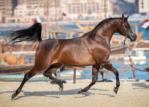 Arabische volbloed merrie met dubbel Da Valentino!, Dieren en Toebehoren, Paarden, Merrie, Niet van toepassing, Minder dan 160 cm