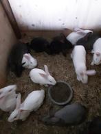 Konijnen tekoop, Dieren en Toebehoren, Pluimvee