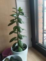 Crassula, Huis en Inrichting, Kamerplanten, Ophalen