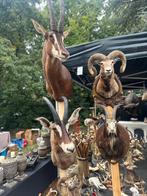 Taxidermie te koop, Ophalen of Verzenden