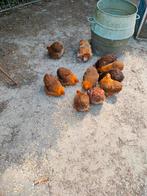 Cochin krielen hennen, Dieren en Toebehoren, Pluimvee