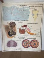 Grote oude schoolplaten biologie, Antiek en Kunst, Antiek | Schoolplaten, Ophalen of Verzenden, Natuur en Biologie