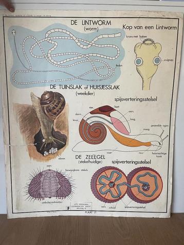 Grote oude schoolplaten biologie, Antiek en Kunst, Antiek | Schoolplaten, Ophalen of Verzenden, Natuur en Biologie
