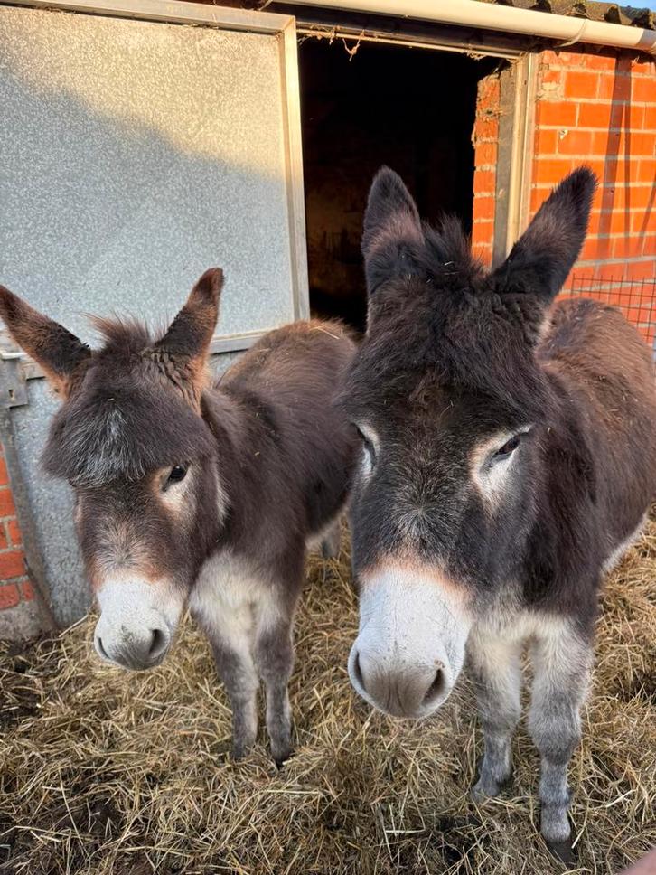 Ezel merrie, Dieren en Toebehoren, Paarden, Meerdere dieren