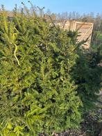 Taxus bacata150cm hoog gratis, Tuin en Terras, Ophalen, Taxus, Haag