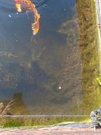 Gratis goudvissen, Animaux & Accessoires, Poissons | Poissons d'étang, Poisson(s) rouge(s)