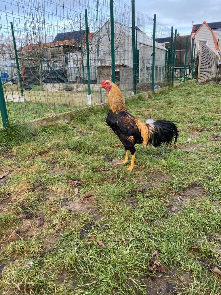 Trio Soeandese vechters, Dieren en Toebehoren, Pluimvee, Meerdere dieren, Kip