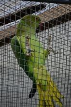 Te koop halsbanden, Dieren en Toebehoren, Vrouwelijk, Papegaai, Geringd