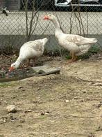 Ganzen te koop, Dieren en Toebehoren, Pluimvee