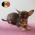 Chihuahua - Lieve kortharige pups te koop, Dieren en Toebehoren, Parvo, België, Handelaar, 8 tot 15 weken