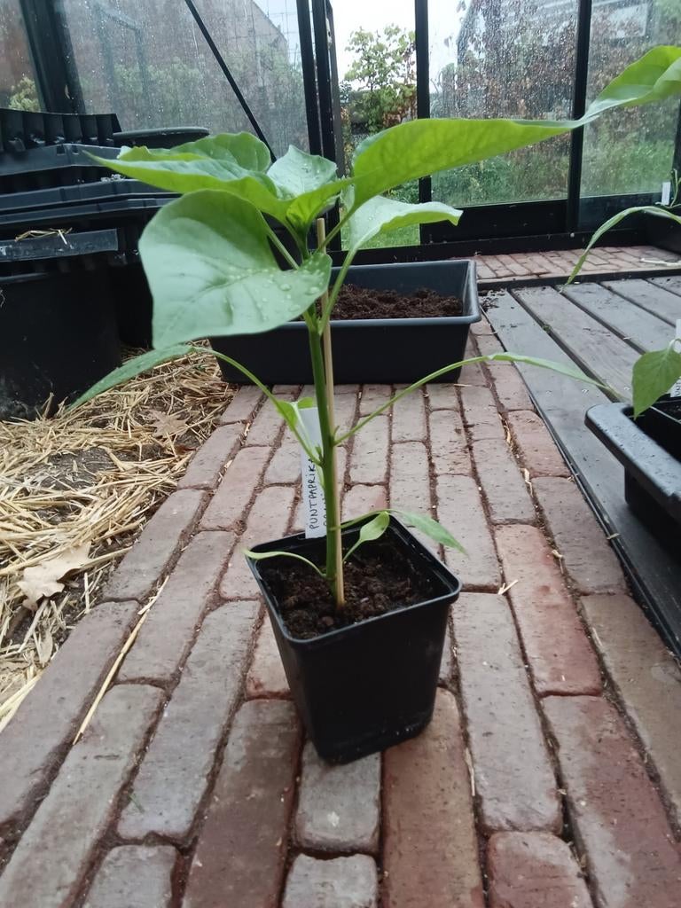 Paprikaplanten, Ophalen