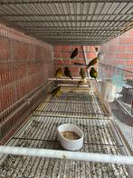 Kanaries, Dieren en Toebehoren, Vogels | Kanaries, Kleurkanarie