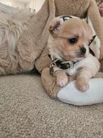 Chihuahua, Dieren en Toebehoren, België, Fokker | Hobbymatig, 8 tot 15 weken, Eén hond