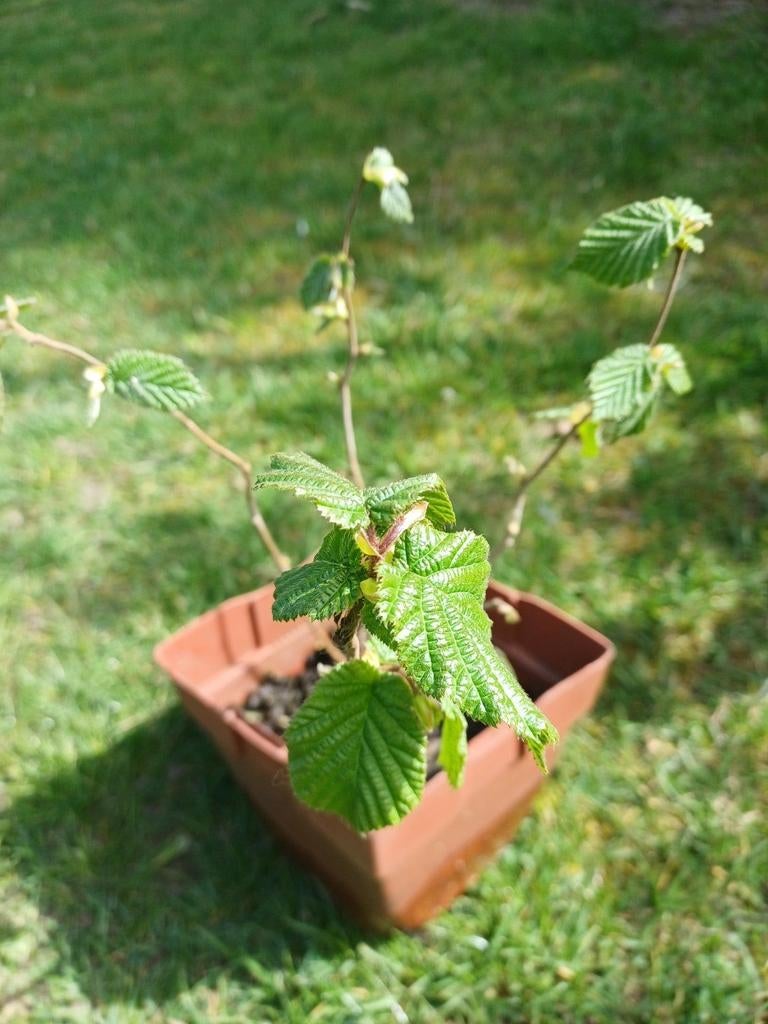 hazelaar set van 5 en set van3, Ophalen