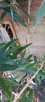 Kippenhok, Dieren en Toebehoren, Ophalen