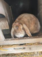 Tam hangoor konijntje, Mâle, Taille moyenne, Oreilles tombantes, 0 à 2 ans