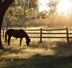 Uw weidemaatje of wandelpaard zoekt nieuwe thuis? Lees dit!, Dieren en Toebehoren