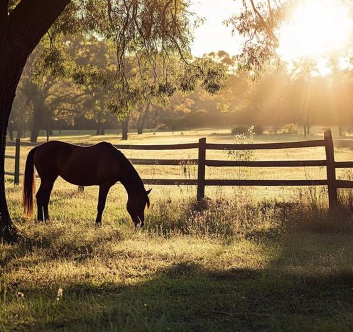 Uw weidemaatje of wandelpaard zoekt nieuwe thuis? Lees dit!, Dieren en Toebehoren, Stalling en Weidegang