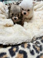 Lieve puppy’s, Bichon maltais, 8 à 15 semaines, Plusieurs, Éleveur | Loisir