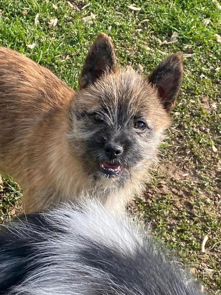 X Cairn Terrier Fun, Animaux & Accessoires, Chiens | Chihuahuas & Chiens de compagnie, Chien (mâle), Autres races, Éleveur | Professionnel