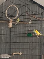 3 grasparkieten, Dieren en Toebehoren, Vogels | Parkieten en Papegaaien