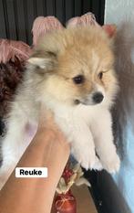 Keeshond particulier, Animaux & Accessoires, Particulier, Loulou, Hépatite contagieuse (maladie de Rubarth), 8 à 15 semaines