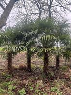 Trachycarpus fortunei palmboom palmbomen, Tuin en Terras, Planten | Tuinplanten, Ophalen, Vaste plant, Overige soorten