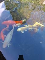 Koi te koop, Dieren en Toebehoren, Karper of Koi