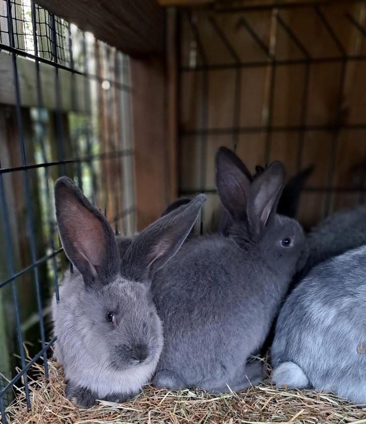 Géants allemands : martre bleue, pie et bleu, Animaux & Accessoires, Lapins, Grand, Plusieurs animaux, 0 à 2 ans