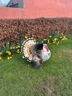 Ronquiere kalkoen haan, Animaux & Accessoires, Volatiles, Dinde
