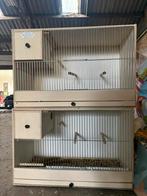 Kweekkooien, Dieren en Toebehoren, Ophalen, Zo goed als nieuw