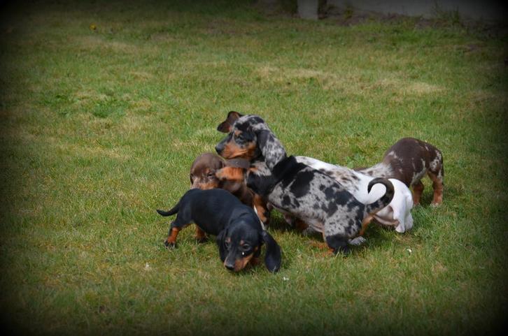 Teckel pups merle, Dieren en Toebehoren, Honden | Teckels en Dashonden, Meerdere dieren, Korthaar, Dwerg, Fokker | Professioneel