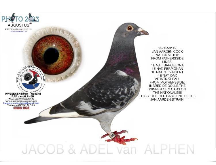 Jan Aarden doffer 2025, Mannelijk, Postduif