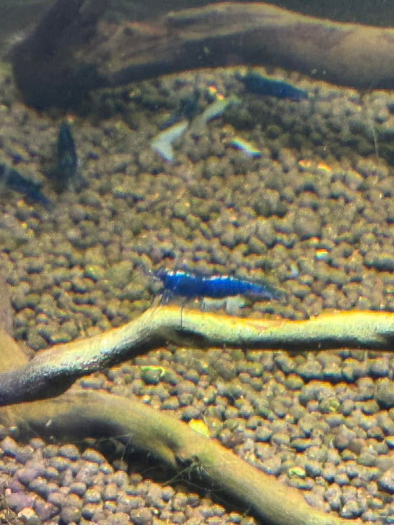 Blue sapphire neocaridina garnalen, Homard, Crabe ou Crevette