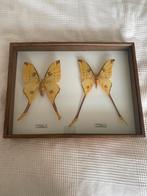 Grote vlinders, Ophalen of Verzenden, Zo goed als nieuw