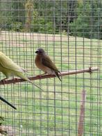 gouldamadines te koop, Plusieurs animaux, Oiseau tropical